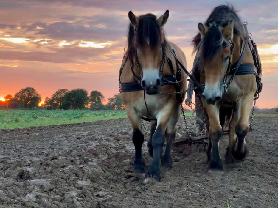 Nu skal marken pljes!