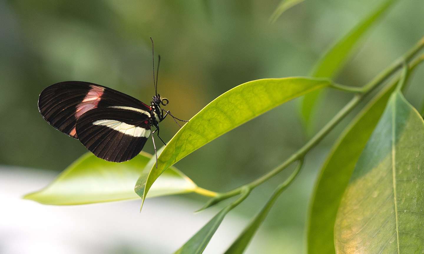 Et hurtigt smut til troperne