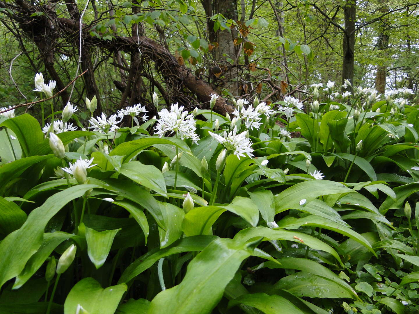 Oplev Bornholm med naturvejleder Sren P. Sillehoved