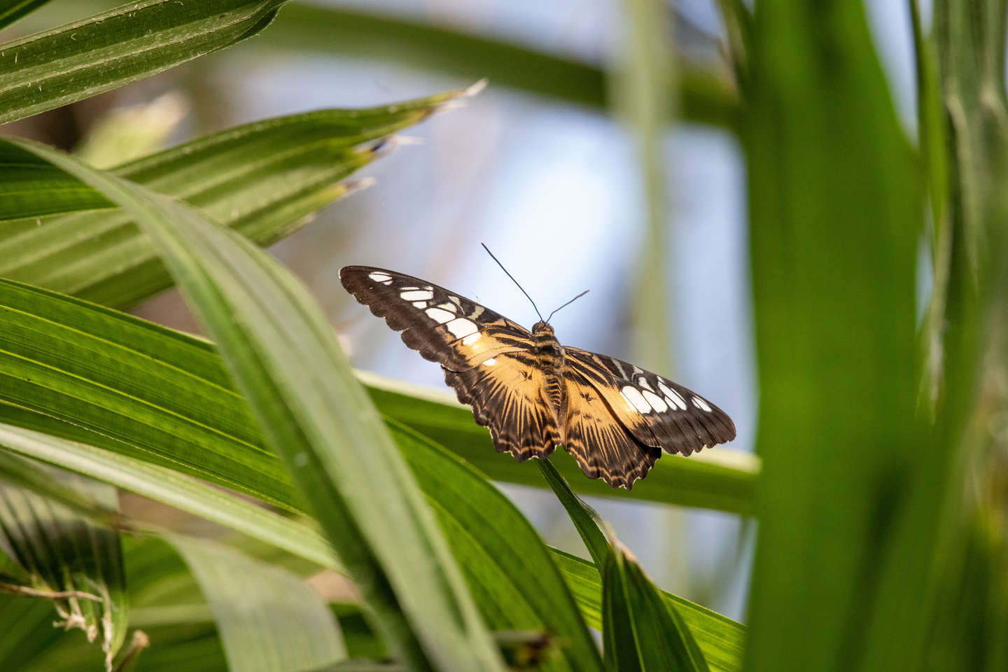 Oplev Nexs imponerende sandkmper