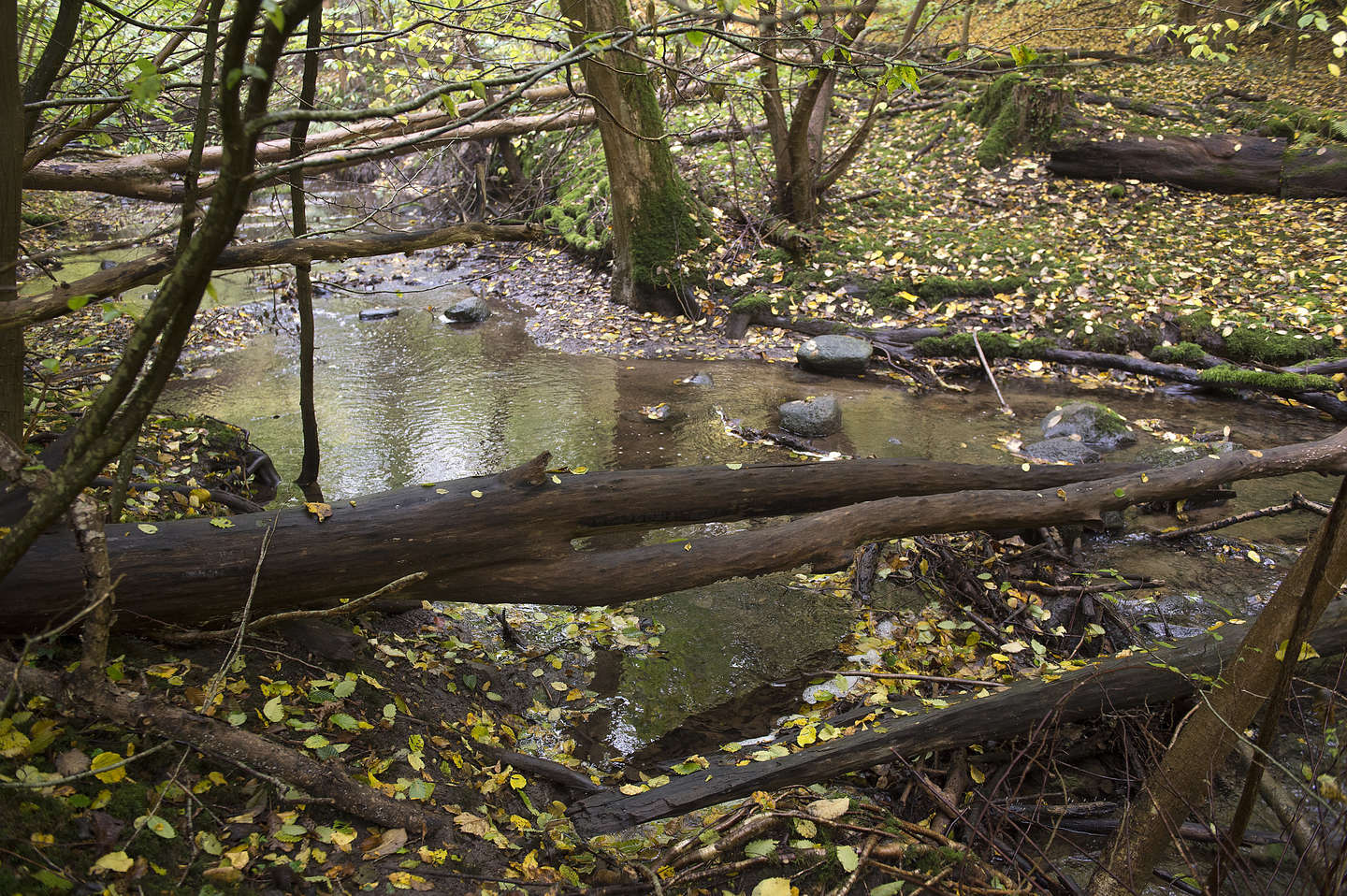 Fem fine vandreruter p Bornholm