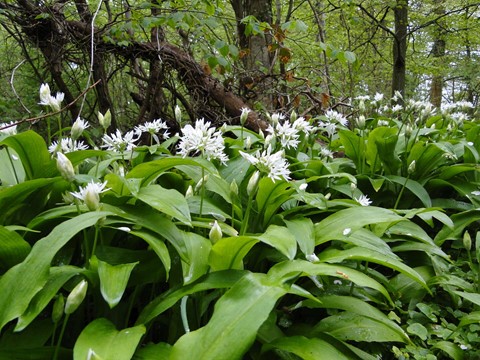 For�rsture med S�ren Sillehoved